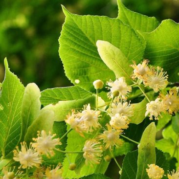 Notre dernier est un habitué des cours de récréation, des bords de route, des jardins particuliers ou des parcs publics : les tilleuls.
Un véritable garde-manger pour les abeilles, car si les fleurs sont discrètes à la vue (de couleur jaune pâle et de petite taille), elles sont très parfumées au nez !
Pour repérer le tilleul, cherchez un arbre souvent assez imposant (il peut mesurer 30m), avec des feuilles en forme de cœur, dentées sur les bords. A la floraison, on repère facilement les fleurs en grappes, avec leur bractée qui ressemble un peu à une longue feuille vert pâle. Regardez ces abeilles et ces bourdons qui s’affairent ! Encore quelques semaines avant la récolte du miel…
