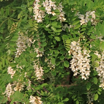 Continuons l’observation des abeilles sur un arbre qui a un tout autre style de floraison : le robinier faux-acacia (qu’on appelle souvent acacia).
Alors, lui, il est plutôt du genre exubérant. Ses fleurs font comme des grappes de raisins, mais à la place des grains, il y a des fleurs blanches, qui sentent fort et sucré. Le faux-acacia n’est pas très grand (environ 10m) et ses jeunes branches ont souvent des épines.
Enfin, ses feuilles sont composées, c’est-à-dire qu’une feuille regroupe plein de « petites » feuilles de forme ovale. Si, comme les abeilles, vous voulez profiter de ce parfum fleuri : vous pouvez cueillir une grappe de fleurs pour y goûter. Deux précautions tout de même : la fleur ne doit pas être jaune ! Dans ce cas, il pourrait s’agir d’un autre arbre, qui, lui, n’est pas comestible (mais alors pas du tout !). Ensuite, dans l’acacia, il n’y a que les fleurs qui sont comestibles… Pour faire une salade de feuilles, on ira plutôt voir l’arbre suivant…
